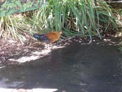 101PARC AUX OISEAUX DANS L AIN 2016 2_000038